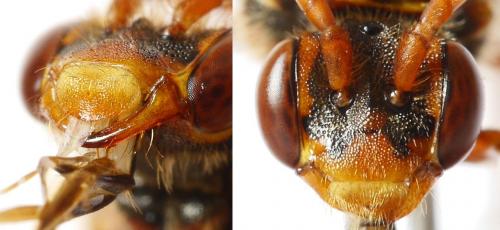Réf. 230 587 : Nomada flava